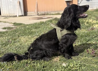 Mile ein besonderer Schatz