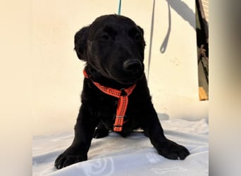 Buli ein Welpe zum Knuddeln