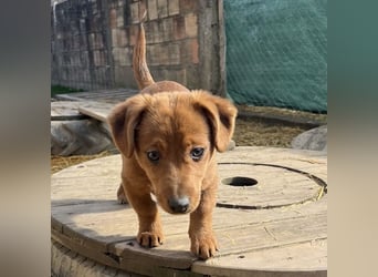 Bina ein freundliches Hundemädchen