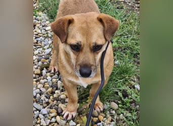 Gilbert ein kleiner freundlicher