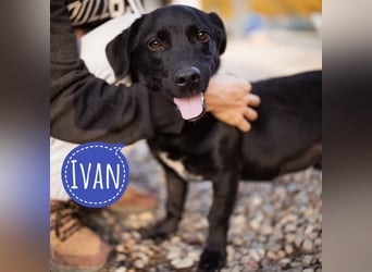 Ivan ein perfekter kleiner Familienhund