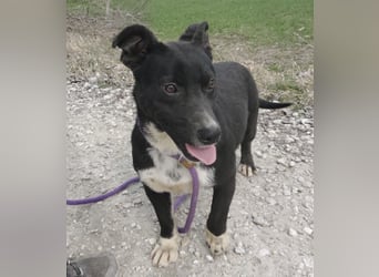 Amelie eine kleine freundliche Hündin