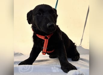 Buli ein Welpe zum Knuddeln