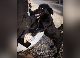 Ivan ein perfekter kleiner Familienhund