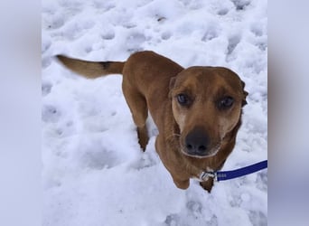 Moon ein super freundlicher Hundebub