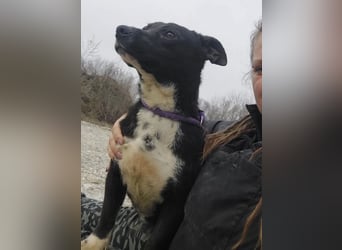 Amelie eine kleine freundliche Hündin