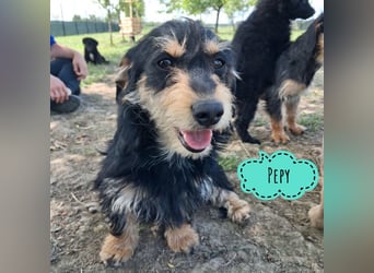 Pepy ein kleiner Schatz