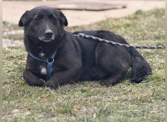 Pelle ein super lieber Hundebub