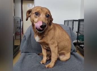 Moon ein super freundlicher Hundebub