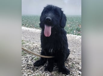 Pajdo ein fröhlicher Hundebub