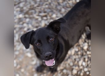 Ivan ein perfekter kleiner Familienhund