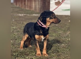 Ivo ein tapferer kleiner Kerl