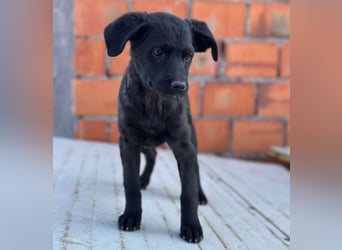 Jody ein winziges Welpenmädchen