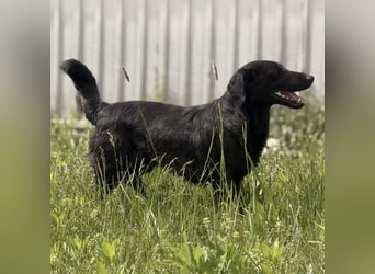 Sony ein absoluter Familienhund