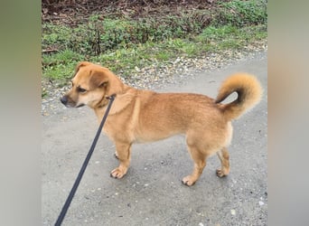 Gilbert ein kleiner freundlicher