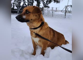 Dunna eine freundliche kleine Hündin