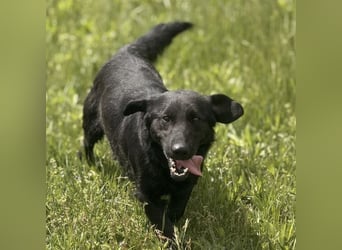 Sony ein absoluter Familienhund