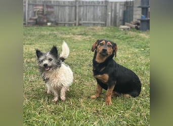 Tilly ein winziges Mädchen