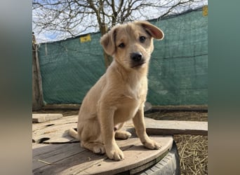 Lin ein verspielter freundlicher