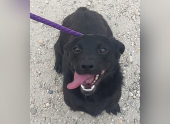 Elowen ein schwarzer Sonnenschein