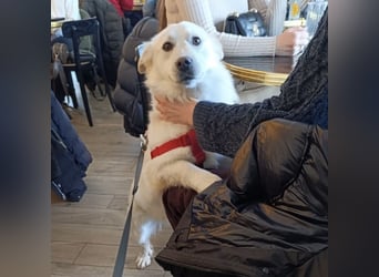 Abella eine verspielte Hündin