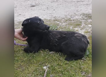 Elowen ein schwarzer Sonnenschein