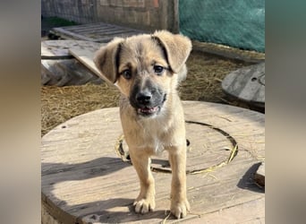Tin run kleiner freundlicher Zwerg