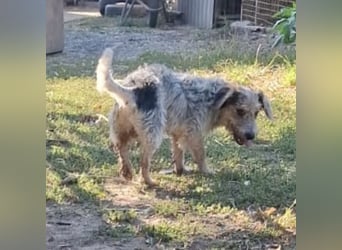 Chilly ein winziger Schatz