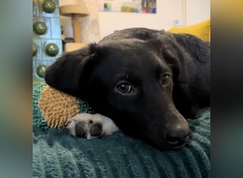 Lola ein Traumhaftes Wesen