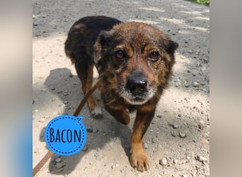 Bacon ein winziger Engel