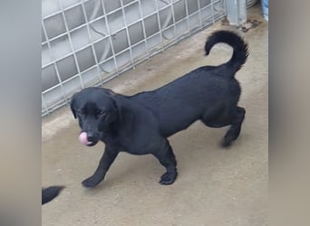 Niko ein schüchterner Schatz