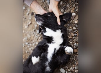 Bobi ein sanfter ruhiger Hundebub