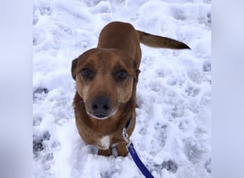 Moon ein super freundlicher Hundebub