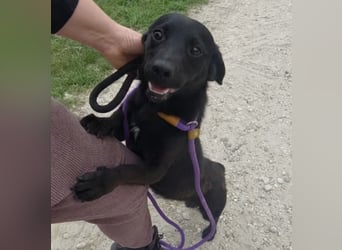 Elowen ein schwarzer Sonnenschein