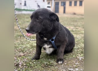 Pelle ein super lieber Hundebub