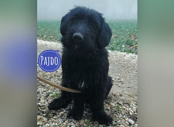 Pajdo ein fröhlicher Hundebub