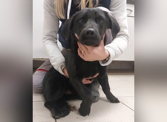 Niko ein schüchterner Schatz