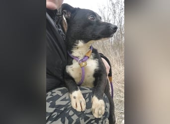 Amelie eine kleine freundliche Hündin