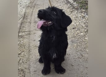 Pajdo ein fröhlicher Hundebub