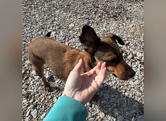 Suncica - Rizza eine sehr liebe Hündin