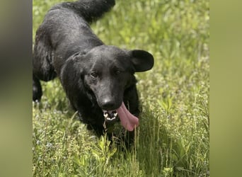 Sony ein absoluter Familienhund