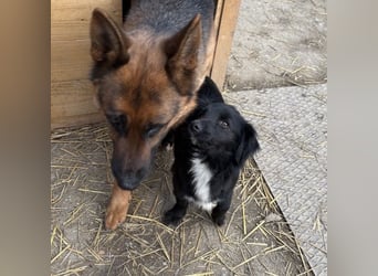 Kiera eine liebevolle winzige Hündin