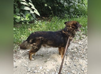 Bacon ein winziger Engel