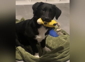 Lola ein Traumhaftes Wesen