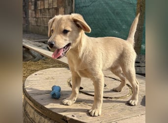 Lin ein verspielter freundlicher