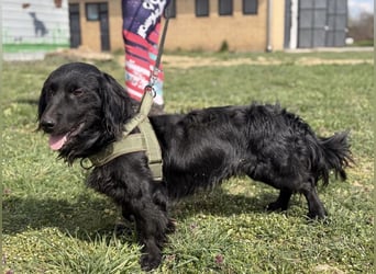 Mile ein besonderer Schatz