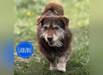 Labubu - sucht seinen Seelen-Mensch