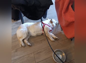 Abella eine verspielte Hündin