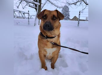 Dunna ein Engel auf vier Pfoten