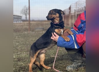 Ivo ein tapferer kleiner Kerl